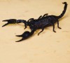 Skorpion scorpio