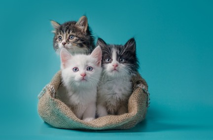katter i säck